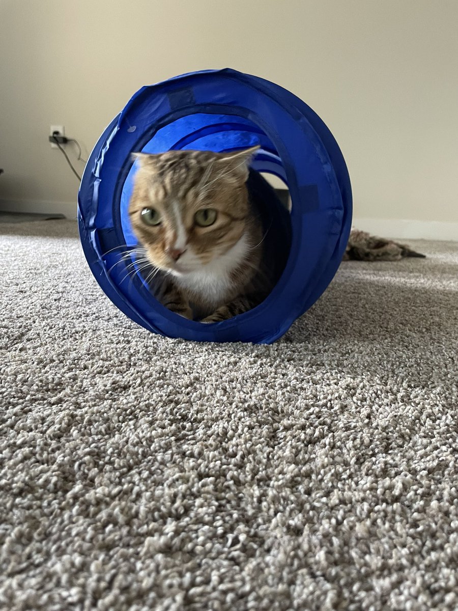 elongated.muskrat tweet media