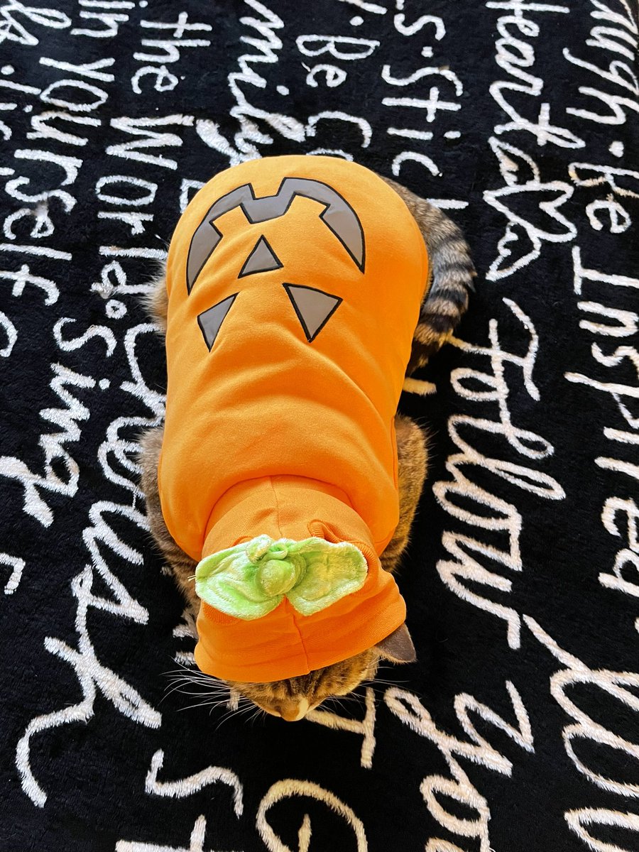 elongated.muskrat tweet media