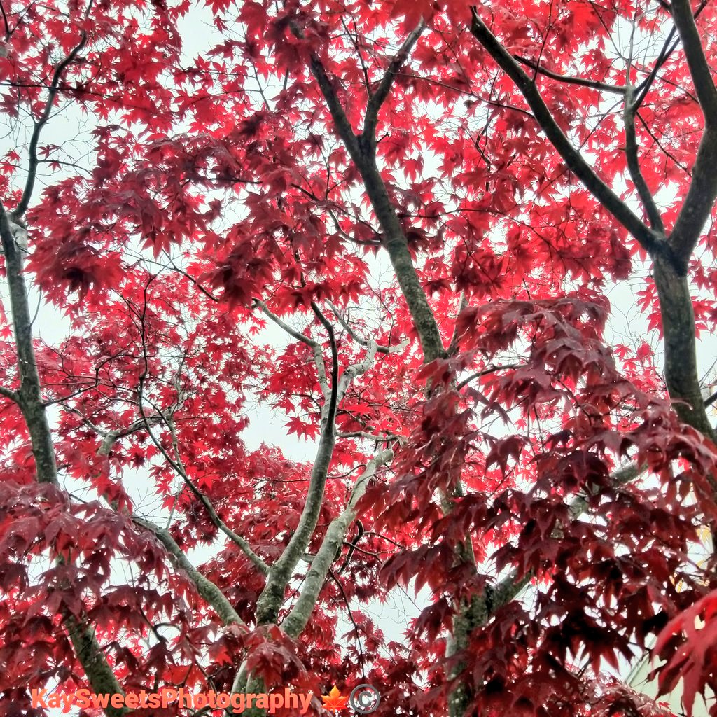 KaySweet2208l's tweet photo. @jjays_captions #TreeShots #Foliage #BlurScape #naturesbeauty #photography #forestscape #leaves #AutumnVibes #CloudyDays 📸🌳🍁🍂🍃🌫🌬☁️ https://t.co/cD6n4o0mAu