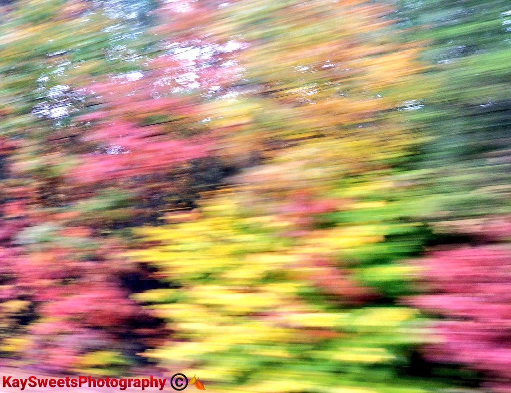 KaySweet2208l's tweet photo. @jjays_captions #TreeShots #Foliage #BlurScape #naturesbeauty #photography #forestscape #leaves #AutumnVibes #CloudyDays 📸🌳🍁🍂🍃🌫🌬☁️ https://t.co/cD6n4o0mAu