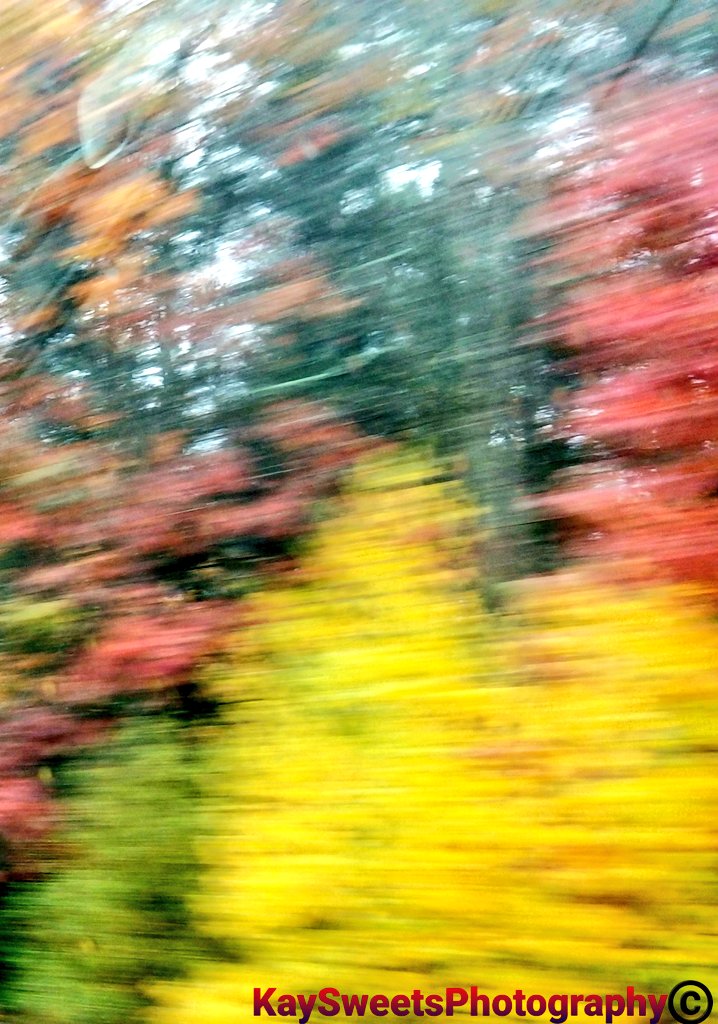 KaySweet2208l's tweet photo. @jjays_captions #TreeShots #Foliage #BlurScape #naturesbeauty #photography #forestscape #leaves #AutumnVibes #CloudyDays 📸🌳🍁🍂🍃🌫🌬☁️ https://t.co/cD6n4o0mAu
