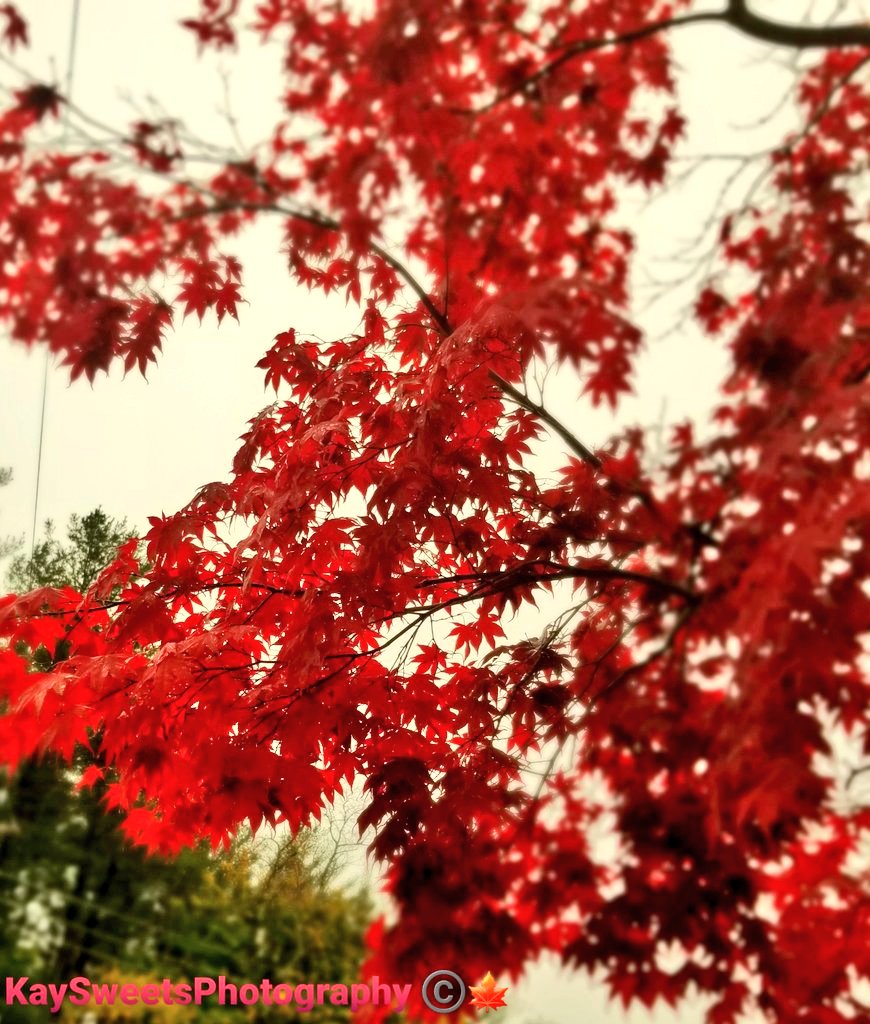 KaySweet2208l's tweet photo. @jjays_captions #TreeShots #Foliage #BlurScape #naturesbeauty #photography #forestscape #leaves #AutumnVibes #CloudyDays 📸🌳🍁🍂🍃🌫🌬☁️ https://t.co/cD6n4o0mAu
