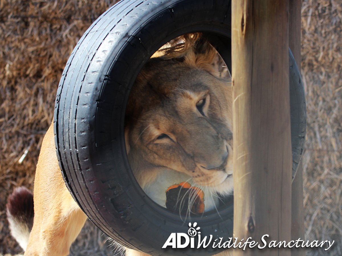 SASHA HAVING A SPOOKTACULAR TIME. For a lioness with titanium replacing part of her leg bone, play like this is great fun & important physiotherapy. Help provide more treats & fun for the lions and tigers at ADIWS: donate.adiusa.org/enrichment/