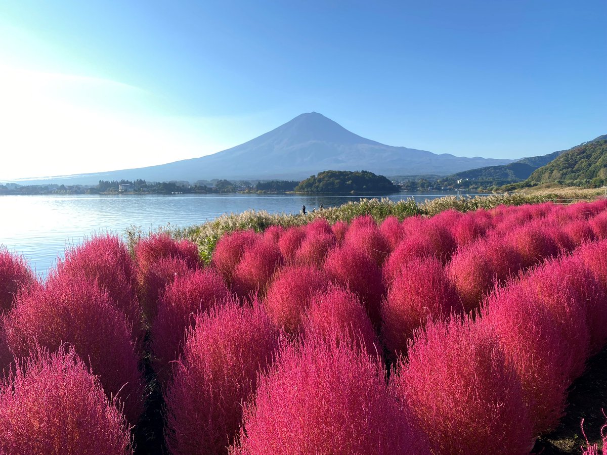 fujinoyusui's tweet photo. 【秋×富士山①🗻】
現在の #河口湖　ではコキアの紅葉が見ごろです！
富士山とのコントラストがとってもきれいですね✨
秋の景色は本当に癒されますね…😊

#ウォーターサーバー
#富士の湧水 https://t.co/rAkhdnCfK7