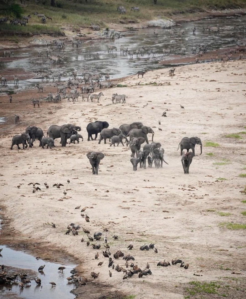 VisitTanzania1's tweet photo. Tarangire National Park 🇹🇿 https://t.co/COi4HlIPx9
