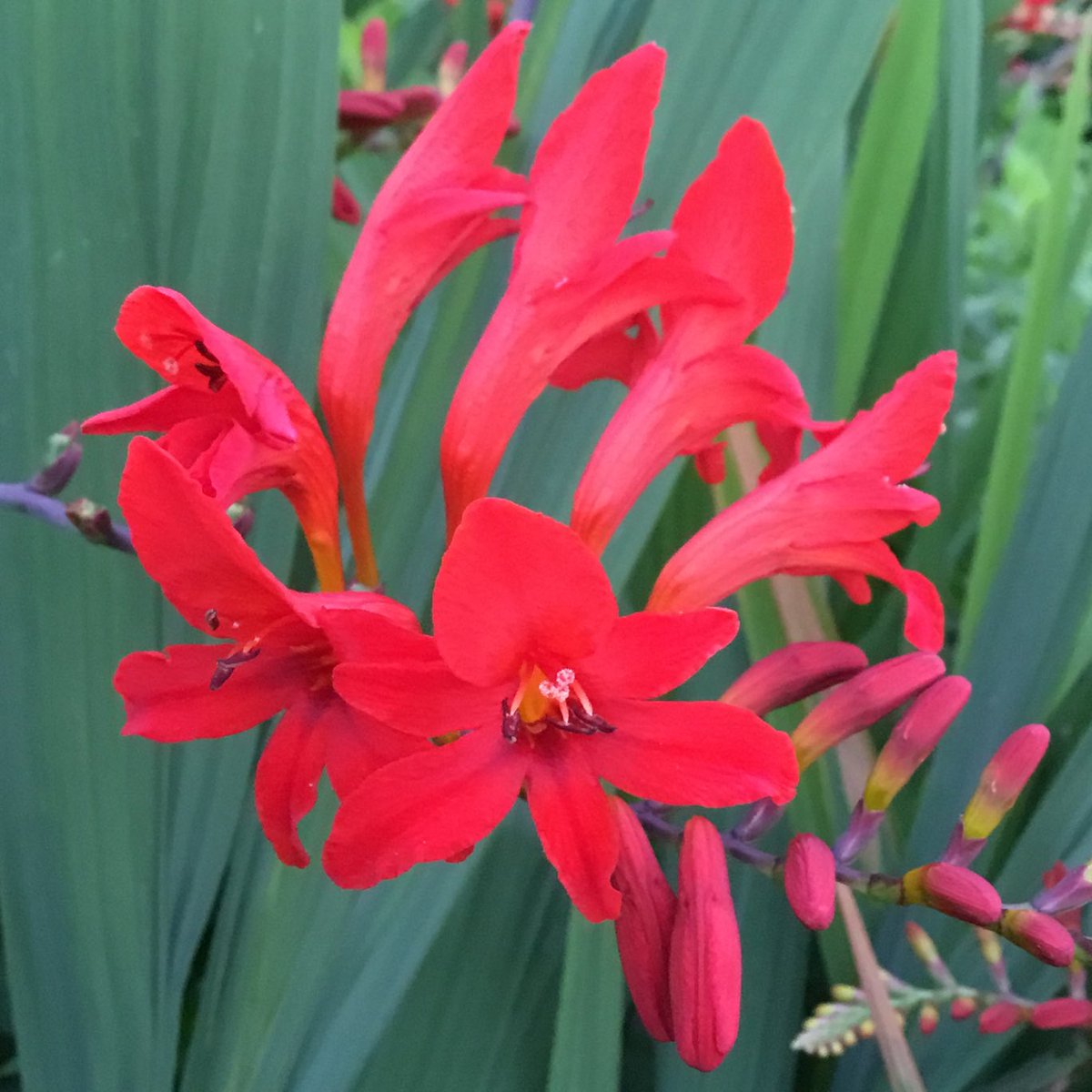 SsharonLund's tweet photo. Crocosmia.  Lucifer. From last summer’s gardens. https://t.co/4JDSCtHw3a
