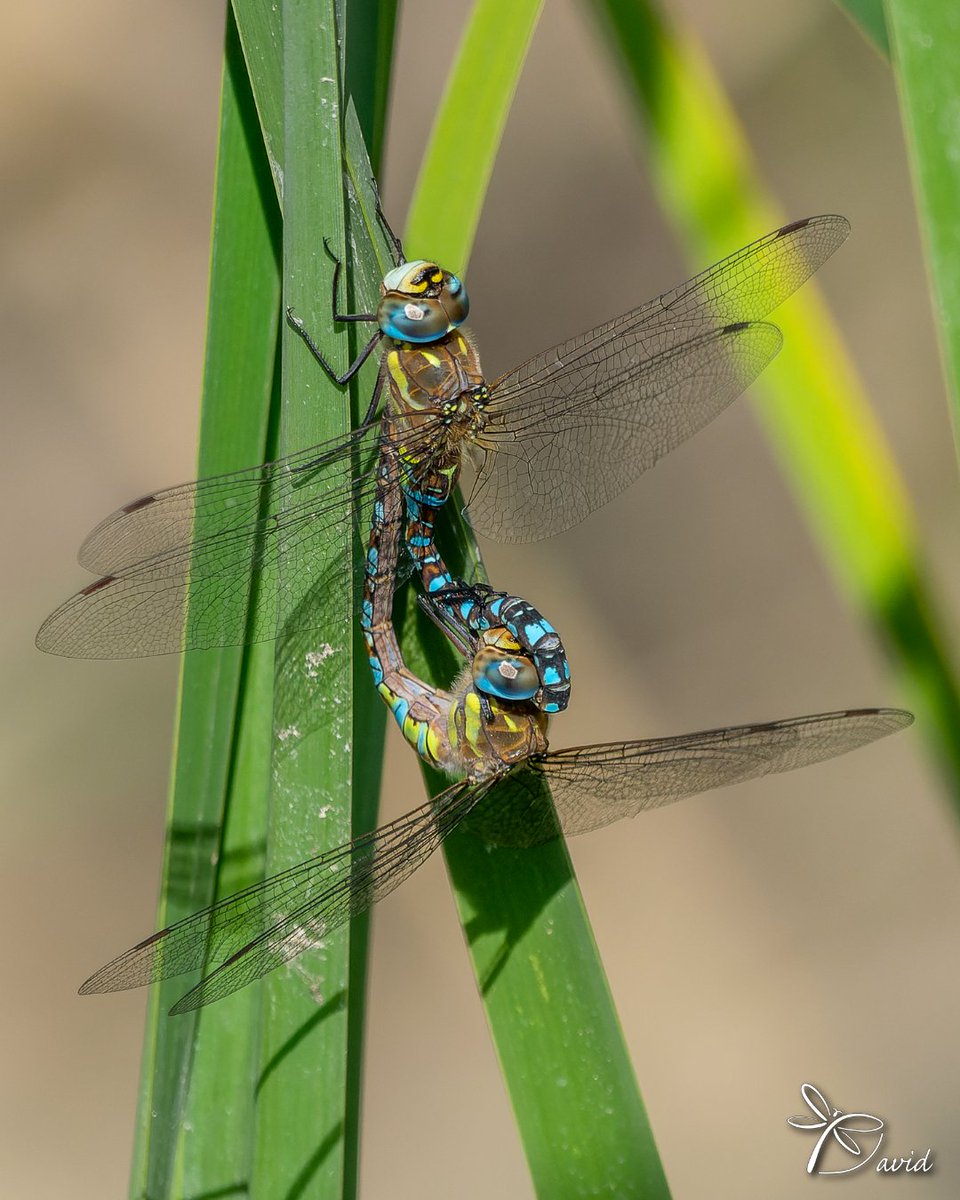 Garumnia's tweet photo. És temps d'espiadimonis tardorencs (Aeshna mixta) #dragonfly #aeshnamixta #odonata #insect #libelula https://t.co/mKOHeOP2TR
