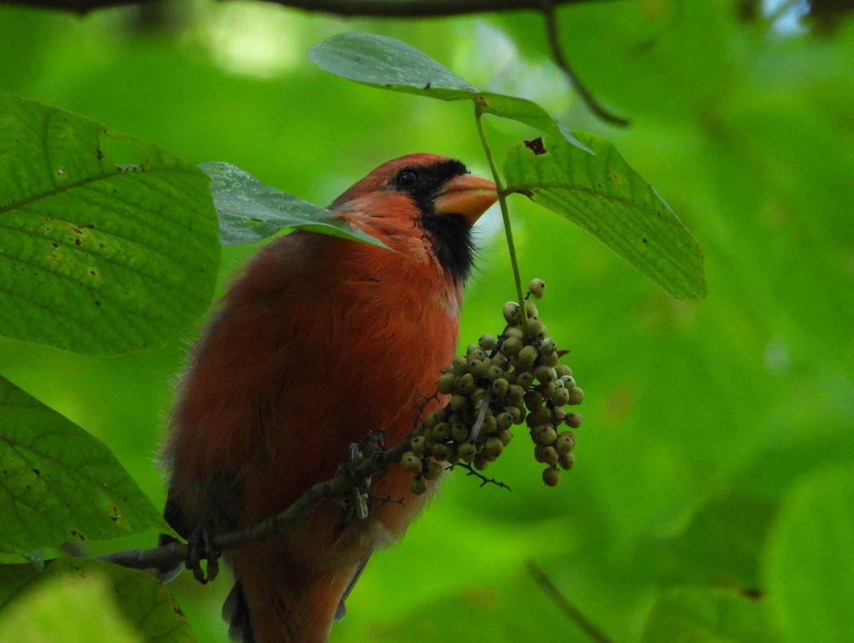 #cardinaliscardinalis #northerncardenal #birds #photo