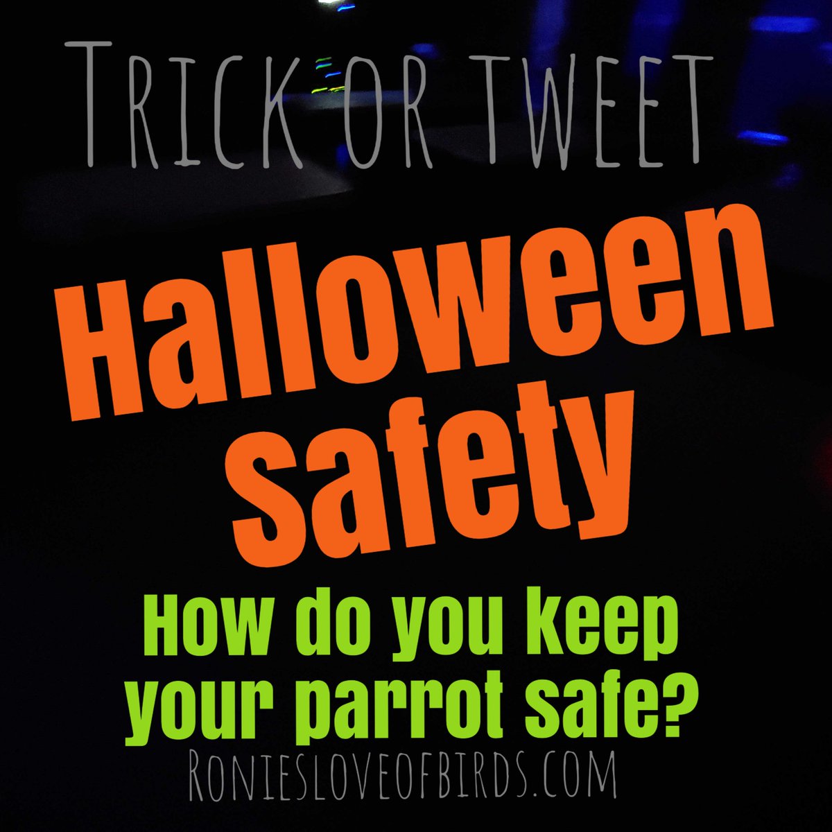 Ronies for The Love Of Birds tweet media