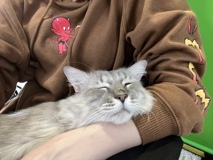 Special guest appearance by https://t.co/lbao8WQo0S<a href="/tag/tittytuesday"class="tags"><span>#tittytuesday</span></a>