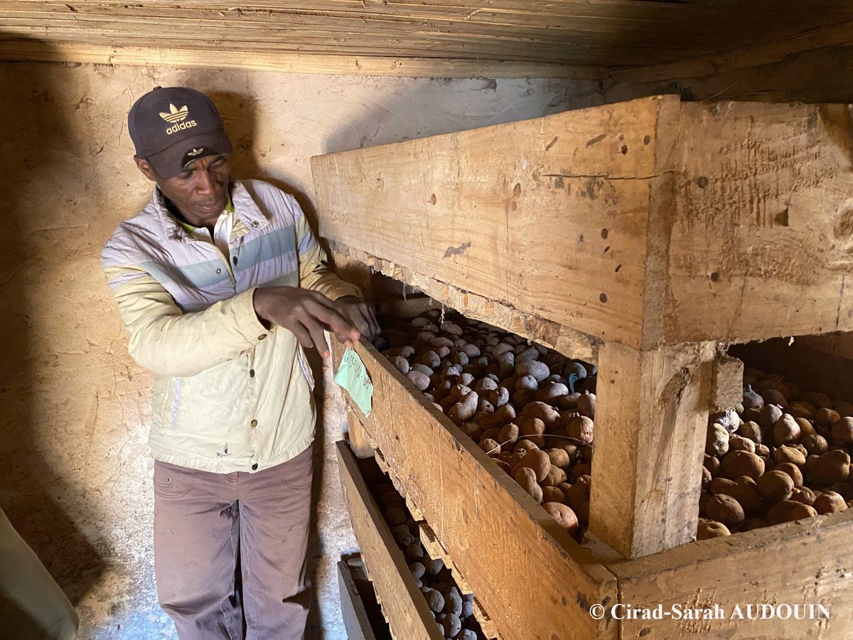 MakisProject's tweet photo. La 2è mission exploratoire dans la région Vakinankaratra, durant la semaine du 10 octobre, auprès des paysans multiplicateurs de semences de pomme de terre, par les équipes du Cirad et du FOFIFA accompagnée par les techniciens du VFTV (OPR du groupe FIFATA)
#FIFATA
#FOFIFA
#CIRAD https://t.co/YLCyphEkbf