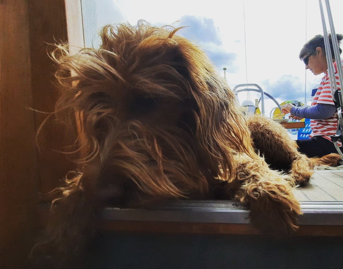 mylorsailing's tweet photo. Perfect nap spot! Ruadh found the ideal place this week on board for having a bit of a snooze! π΄ πΆ π β΅οΈ
#dogsofinstagram #napspot #mylor #cornwall #sailing #school #dog #sailingdog https://t.co/FTjTESPLdQ