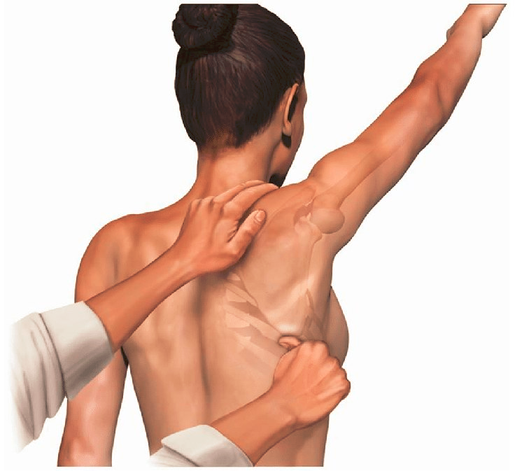 What factors contribute to the Scapular Assistance Test result?
🤔🥸

pubmed.ncbi.nlm.nih.gov/36269769/