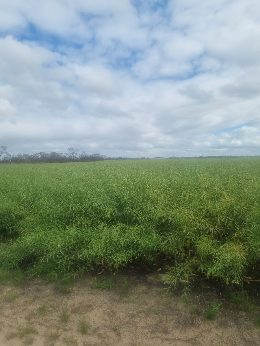 marrettfarms's tweet photo. Trifecta canola pumping along very nicely. @NuseedAustralia https://t.co/NzUDzW0IL9