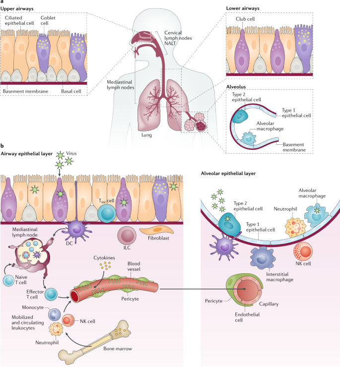 jimmunoallerg's tweet photo. The epithelial linings of the lungs also contain specialized white blood cells called macrophages which are able to engulf and destroy foreign particles in the lungs. This further enhances the role that the lungs play in the function of the immune system.
#immunology #allergy https://t.co/HHY2lPo6rL