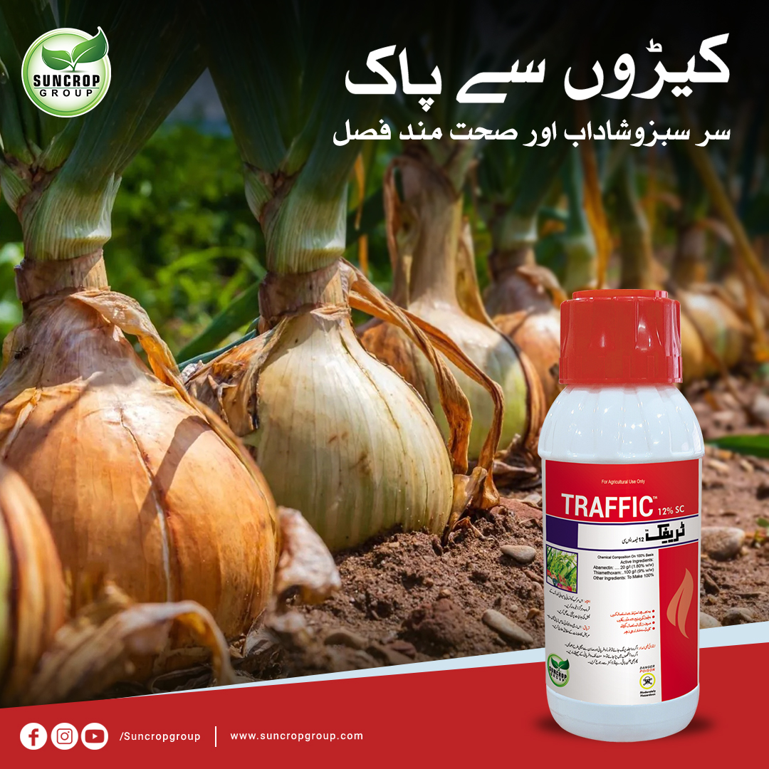 suncrop_group's tweet photo. فصل میں بالغ سفید مکھی، سبز تیلا، تھرپس اور دیگر رس چوس کیڑوں کے خاتمہ کے لئے سن کراپ گروپ کا "ٹریفک" اسپرے کریں.
مزید معلومات کے لیے ہماری ہیلپ لائن پر فری کال کریں
 ہیلپ لائن:080058000
#traffic #onion  #trafficMedicine #development #agriculture #suncrop #farmers #bestquality https://t.co/fArlpevZkR