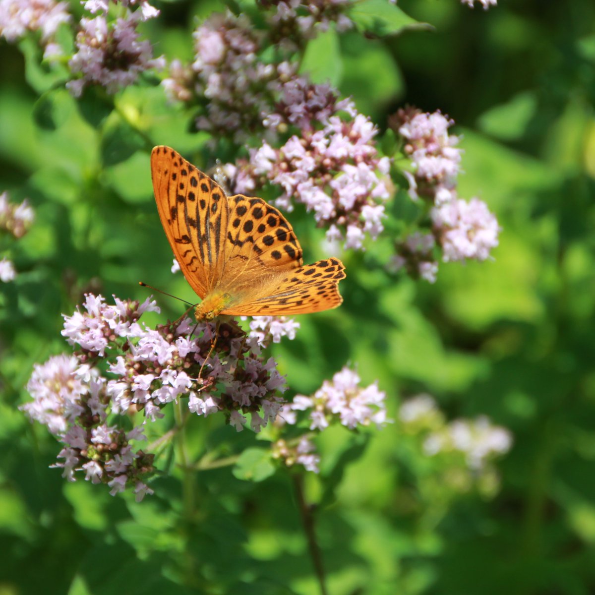 Bewerbt Euch jetzt!
#Stipendum “Effekt historischer #Landnutzung auf die #Biodiversität in Baden-Württemberg”
im interdisziplinären Promotionskolleg “Hebel zur Transformation von #Agrarlandschaft”  <a href="/UniHohenheim/">Uni Hohenheim</a>; @and_schwei  und <a href="/hfwu_tweet/">HfWU.de</a>; A. Peringer
uni-hohenheim.de/stellenangebot…