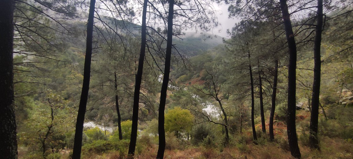 GuerreroGredos's tweet image. Si vienes a #Candeleda en el Puente de Todos los Santos, visita trailelguerrero.com y encontrarás rutas para todos los niveles e información acerca de dónde comer, dónde dormir, donde tomar algo y de otros establecimientos que hacen posible el Trail El Guerrero - Gredos