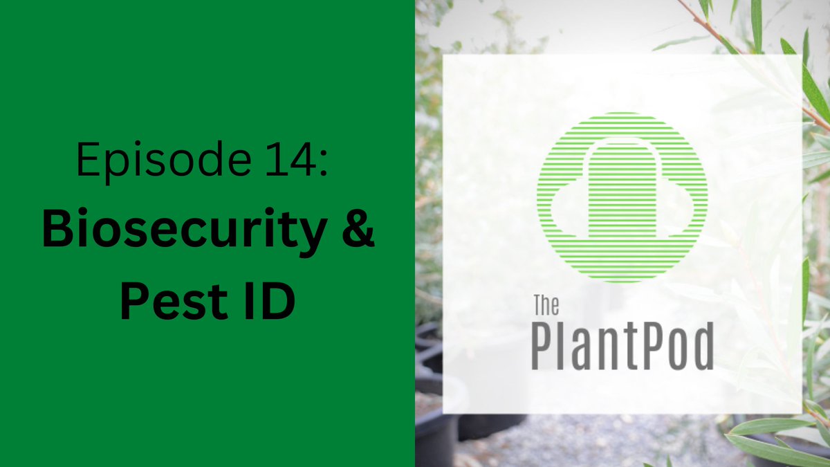 In the latest episode of The Plant Pod, we catch up with Kerry Battersby, current project manager at Queensland Farmers’ Federation, and John McDonald, National Biosecurity Manager at Greenlife Industry Australia. Listen here: bit.ly/3N6fvDS @Hort_Au @QldFarmers