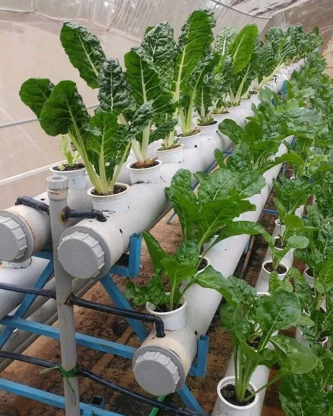 nowclarence's tweet image. The vegetables from majority of retail stores are visually appealing, but taste buds reveal the illusion. I will keep emphasizing this do not just plant flowers in your yard plant your own mini garden avoid processed vegetables as much as possible.