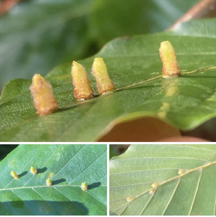 Beech. Fagus sylvatica. Keep a watch for the galls made by the midge, Hartigiola annulipes. They form a cylindrical gall up to 5mm with a variable amount of hairs. Each gall contains a white larva. #AutumnWatch