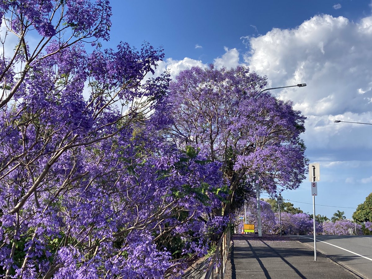 henk_spierings's tweet photo. Can’t understand why more people aren’t getting out and about to stop and look at the Jacaranda trees. Stunning colours in the afternoon. #jacarandatree #jacaranda #barrambin #gundoo https://t.co/LM2pcL0mWc