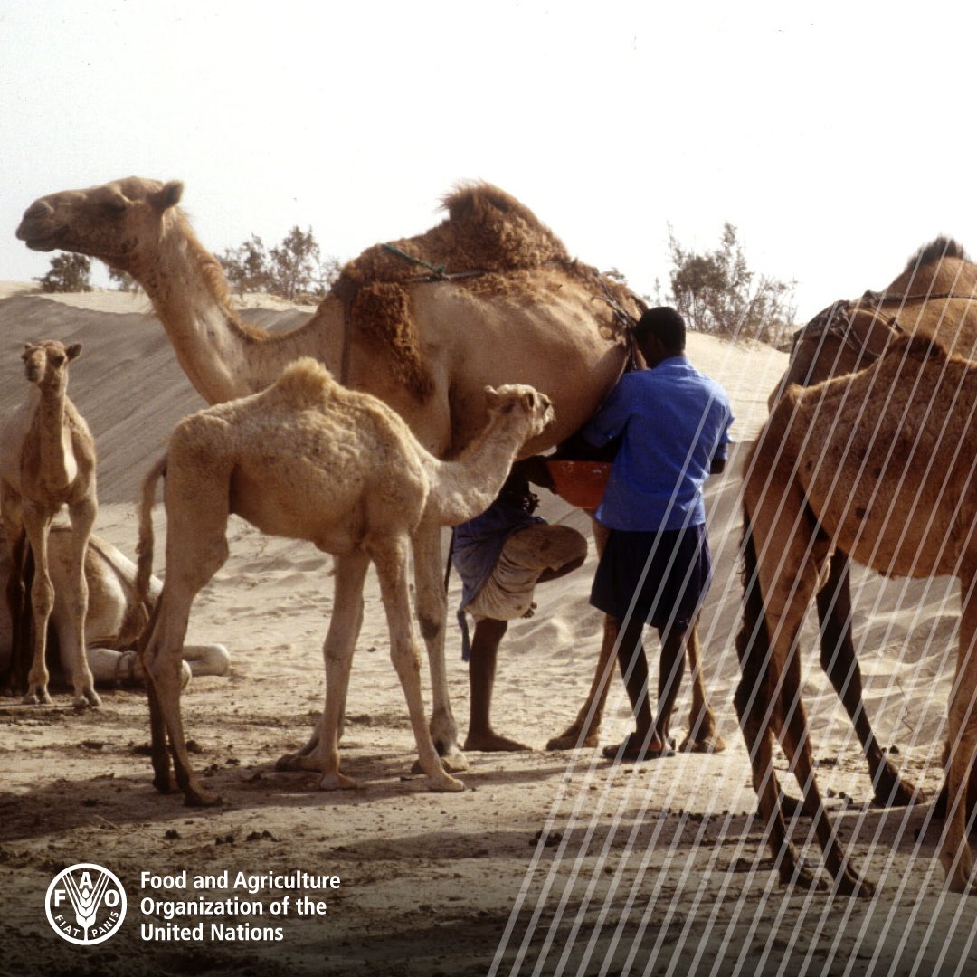 #DYK | Camel milk 🐫🥛has significant potential to improve rural income & nutrition, as it is rich in Vitamin C, iron & other key micronutrients. It is available even where there is a scarcity of water & forage. 👉🏽 bit.ly/3hkKmi7