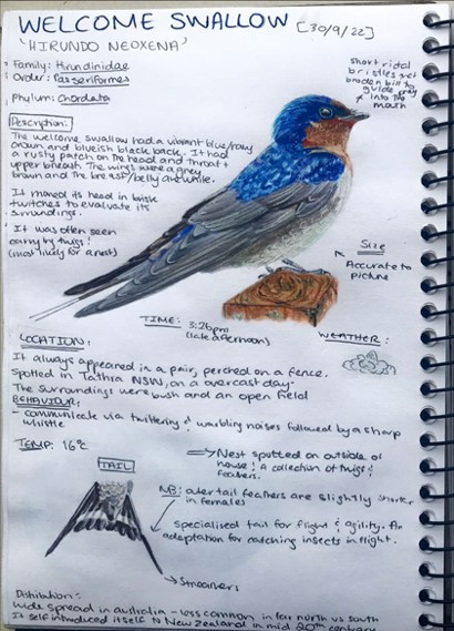 BiologyLab's tweet image. And to brighten your evening, the breathtaking work of Madison Coldham - you are welcome ;) We will be back tomorrow with more celebrations of BIOL10001 student #naturejournalling @SciMelb @UniMelbscicomm @BioSci_UniMelb @medinailiana @rebeccabhull
