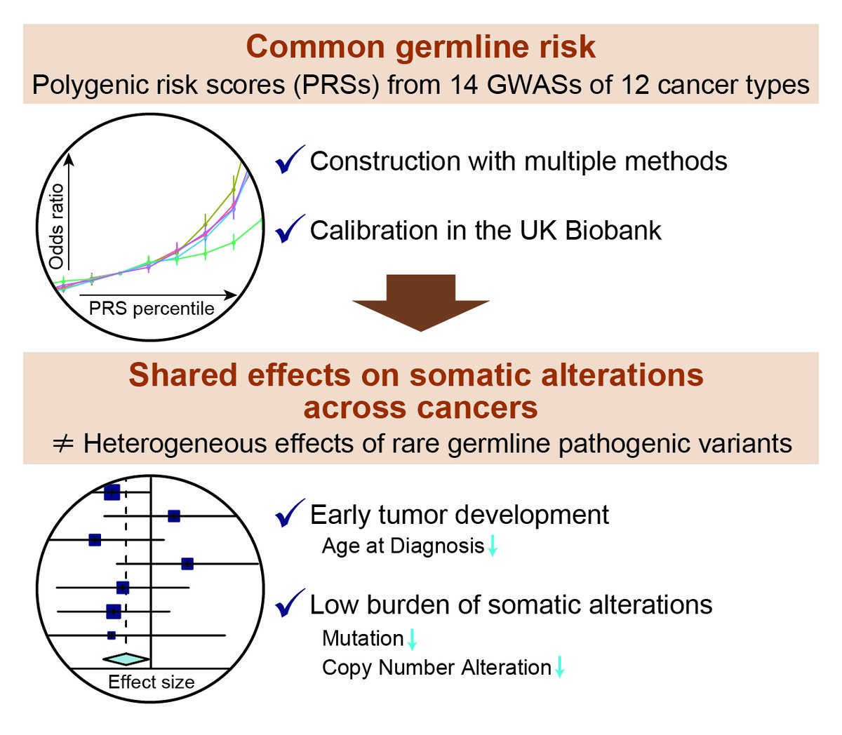 Shinichi Namba (@nambashinichi) on Twitter photo Common germline variants can predict the risk of cancer development📈, but can they affect somatic alterations🧬? Yes! they have universal effects on mutations and SCNAs across cancer types.
➡️See doi.org/10.1158/0008-5… published in <a href="/CR_AACR/">Cancer Research</a> today! Common germline variants can predict the risk of cancer development📈, but can they affect somatic alterations🧬? Yes! they have universal effects on mutations and SCNAs across cancer types.
➡️See doi.org/10.1158/0008-5… published in <a href="/CR_AACR/">Cancer Research</a> today!