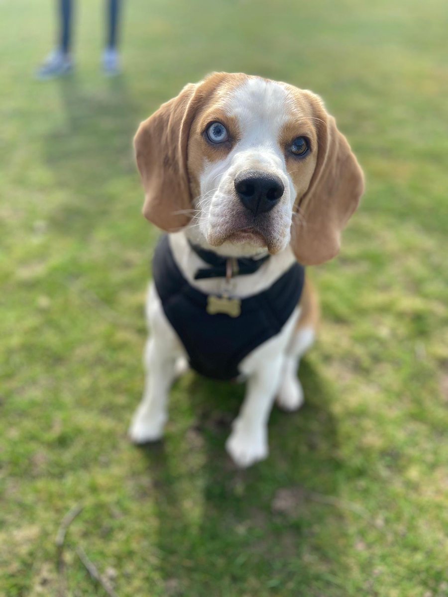 MahnSheldon's tweet photo. @beaglefacts So true! https://t.co/5V8WkfZCxY