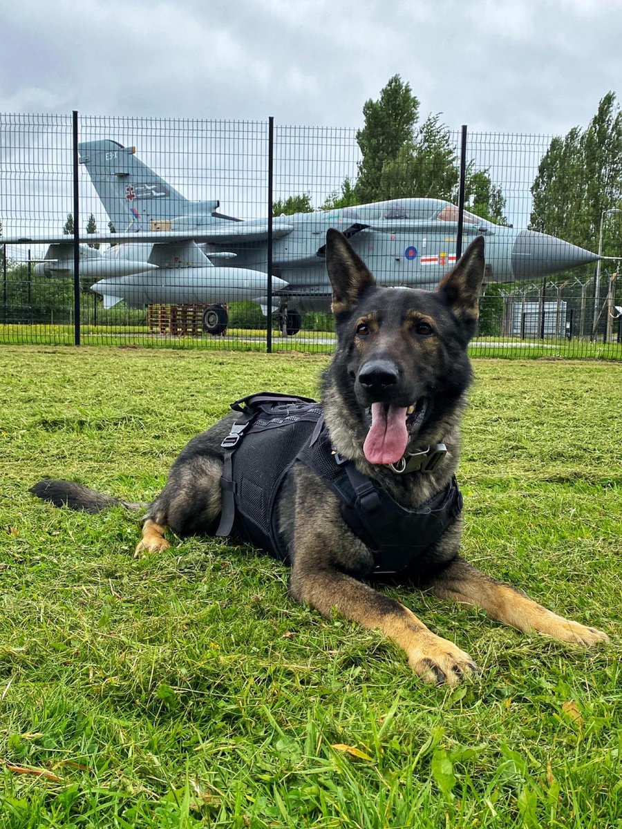ChNWPoliceDogs's tweet photo. PD Lex and handler assisted Widnes Police last night following an attempt theft of vehicle from a garage forecourt. The males fled but after a lengthy search Lex found a male hiding up a tree. He continued searching and found discarded evidential property.

#PDLex #NowheretoHide https://t.co/RnESVo5KvN