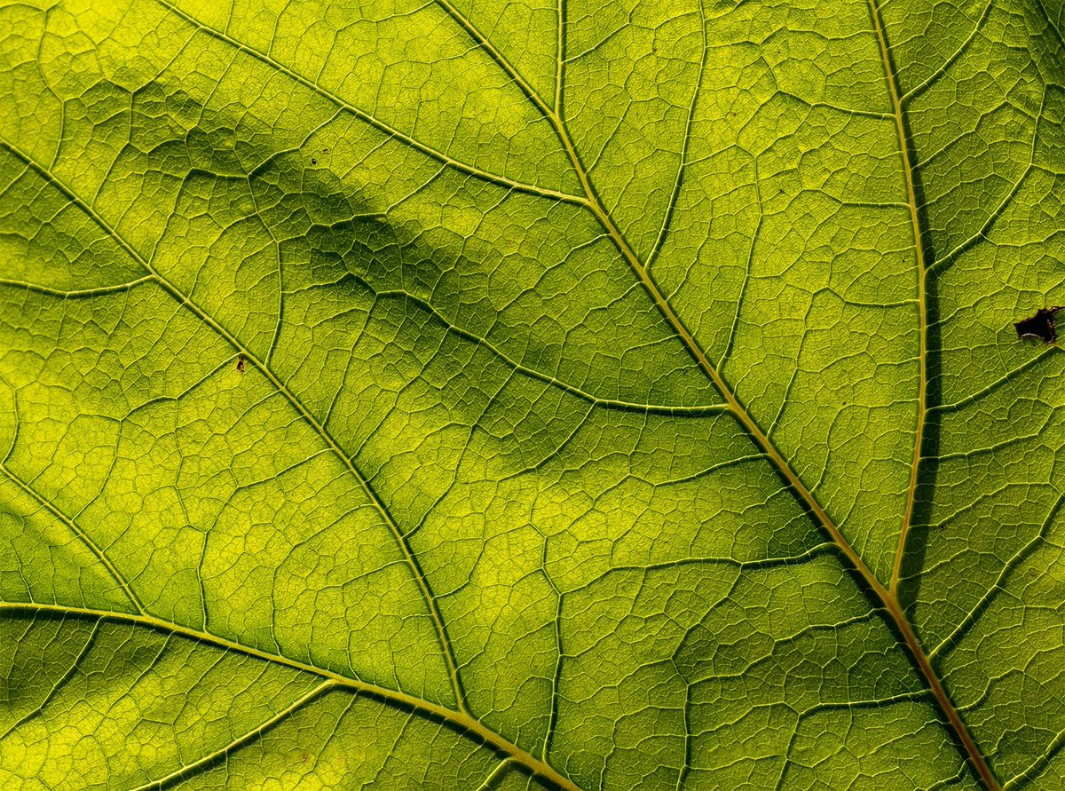 loved the light catching this #leaf at the @The_Hutts earlier in the year. #Abstract #photography #photooftheday