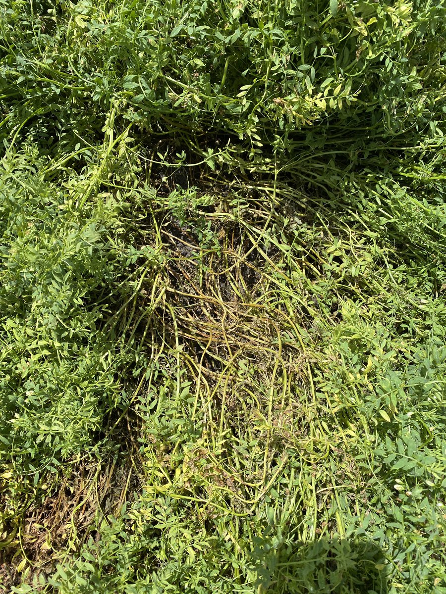 Joshua Fanning tweet media