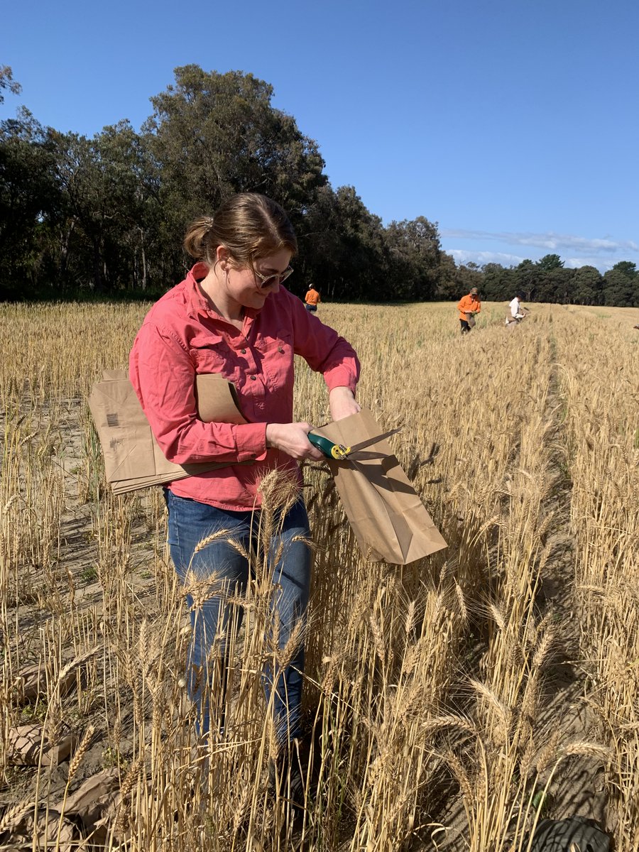 InterGrain1's tweet photo. All hands on deck! With the field day season wrapping up, our marketing team is lending a hand to our field teams to make sure our breeding plots &amp; commercial seed lines are ready for harvest. https://t.co/rmdCVjZBzR