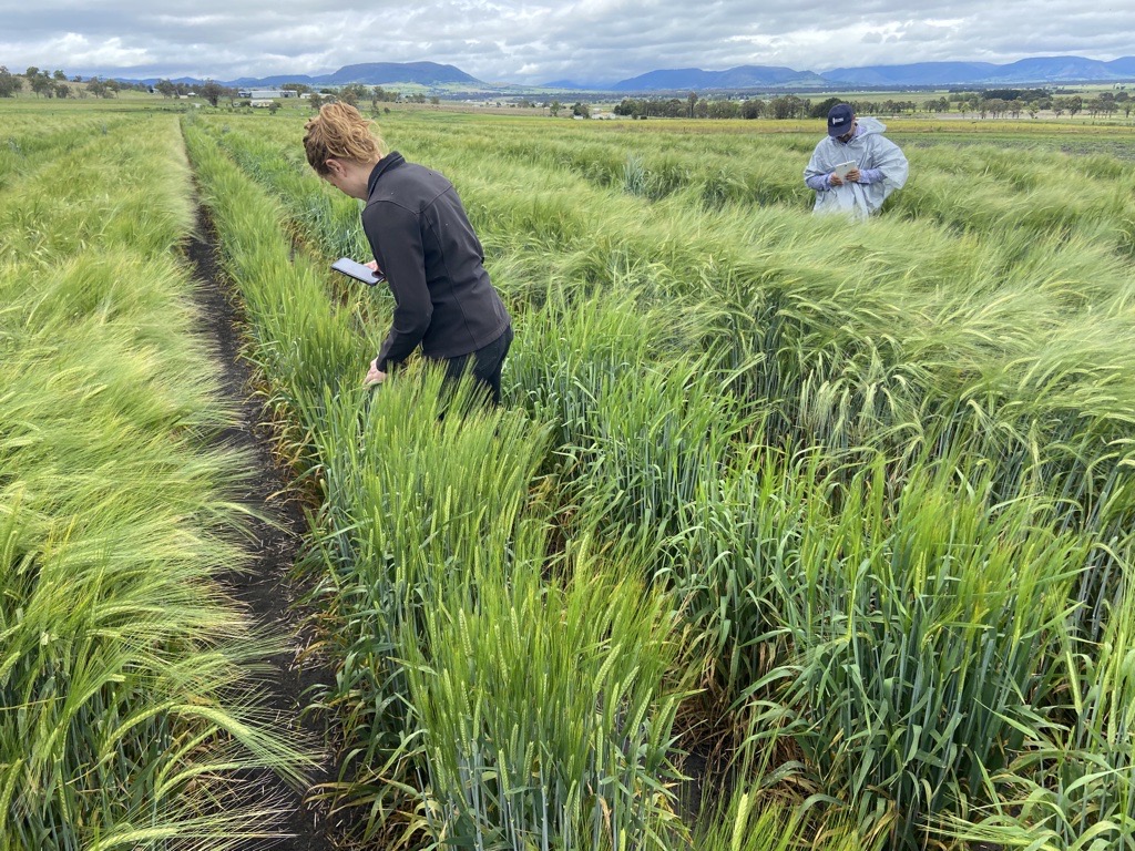 InterGrain1's tweet photo. All hands on deck! With the field day season wrapping up, our marketing team is lending a hand to our field teams to make sure our breeding plots &amp; commercial seed lines are ready for harvest. https://t.co/rmdCVjZBzR