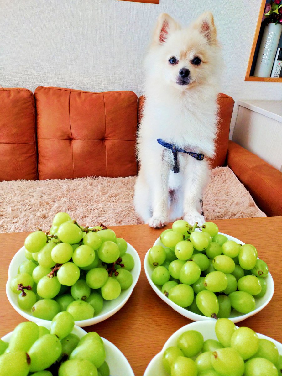 大きなシャインマスカット🍇🍀ぶどうは犬に中毒症状や病気を引き起こす原因ともなる危険な果物なので食べる時は慎重に😚🐸政府がまとめる総合経済対策に、電気・ガス・ガソリン代の負担を標準家庭の場合、約4万5000円程度軽減する案決定🐷物価上昇止まらないですね😢 #ポメラニアン #犬のいる暮らし