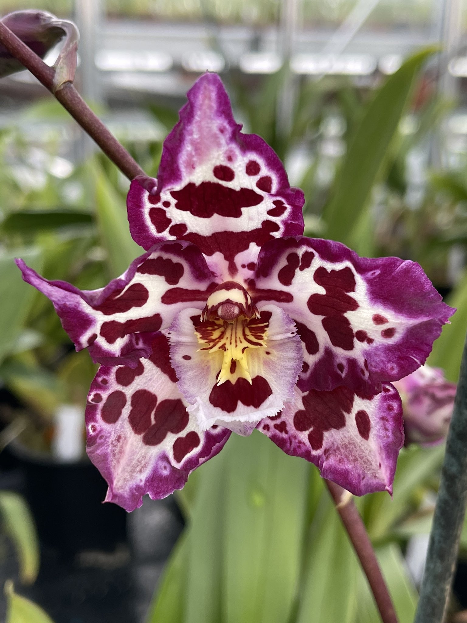 the-mathers-foundation-on-twitter-just-starting-to-bloom-a-new