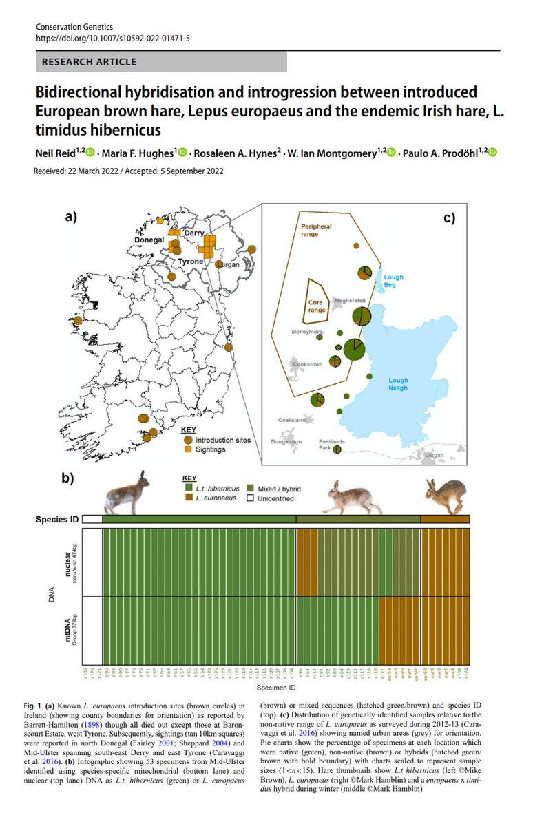 🚨 Another Lazarus paper! 🚨 These data are only 14-19 years old. 'Bidirectional hybridisation and introgression 🧬 between introduced European brown hare 🇪🇺🐰 and the endemic Irish hare 🇮🇪🐇'. link.springer.com/article/10.100…