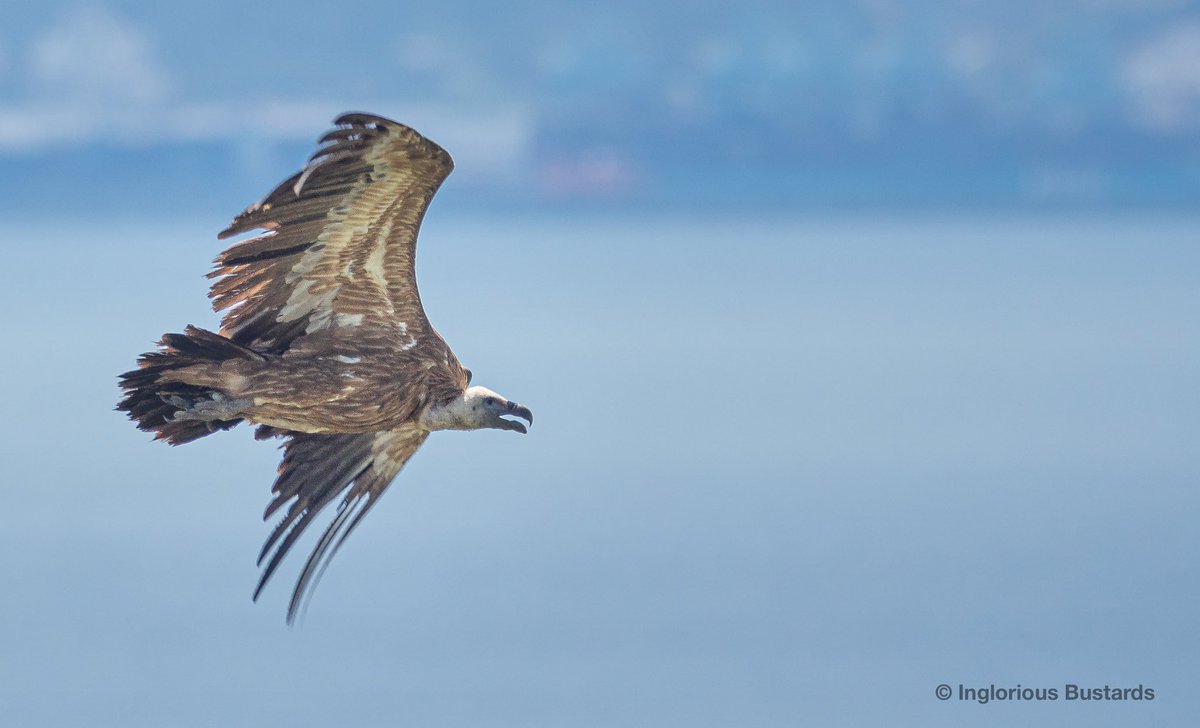 In The #Straits right now is the epic “youth dispersal” of Griffon Vultures - over 10,000 will pass into #Africa, onto the #Sahel Our guests this wk & 1st day in the mountains - Black Wheatears, Blue Rock Thrushes, Dartford & Subalpine Warblers, Iberian Grey Shrike and more!