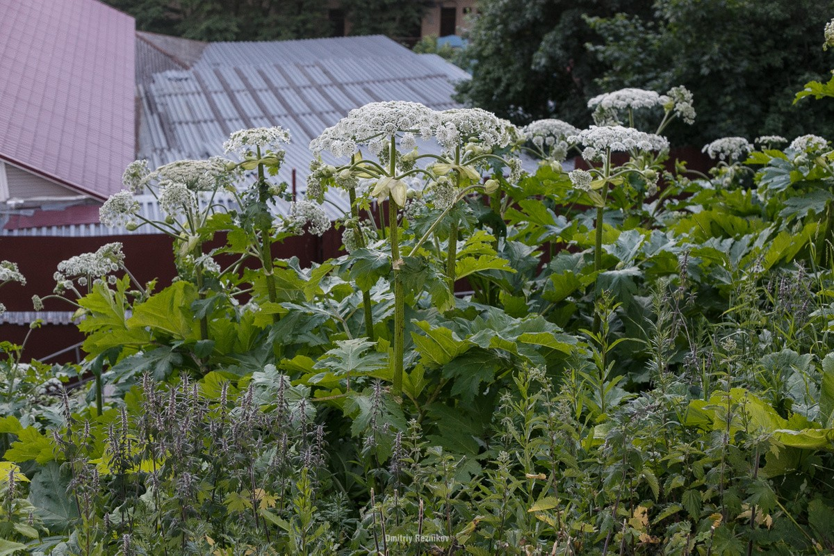 Цифровая карта очагов заражения борщевиком составлена. Деньги на борьбу с опасным сорняком теперь будут выделять централизованно — каждому населенному пункту в границах распространения. Размер субсидий считают. Учтут в проекте бюджета на 2023 год.

provladimir.ru/2022/10/27/sub…
