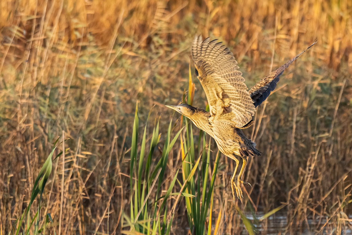 Our bitterns have been extra showy lately..hands up if you’ve seen one 🙌 fab 📷David Naylor