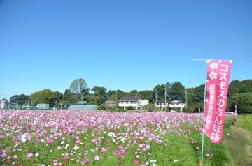 さいたま市岩槻区 花摘み 野菜販売の実施も 鹿室のコスモス が新鮮野菜の販売が見頃を迎えたそうです 号外net さいたま市見沼区 岩槻区