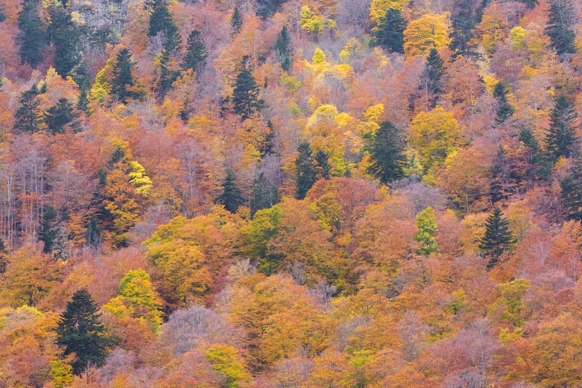 SemisLluc's tweet photo. Bon dia! La tardor al Pirineu és un dels millors espectacles dels que podem gaudir a casa nostra.

Roures, Faigs, Trèmols, Bedolls i Aurons entre d'altres, es tenyeixen de colors ocres, i aquesta setmana he pogut gaudir-ne amb gent meravellosa.

Conangles - Refugi de Besiberri. https://t.co/G7o1oGLyqf