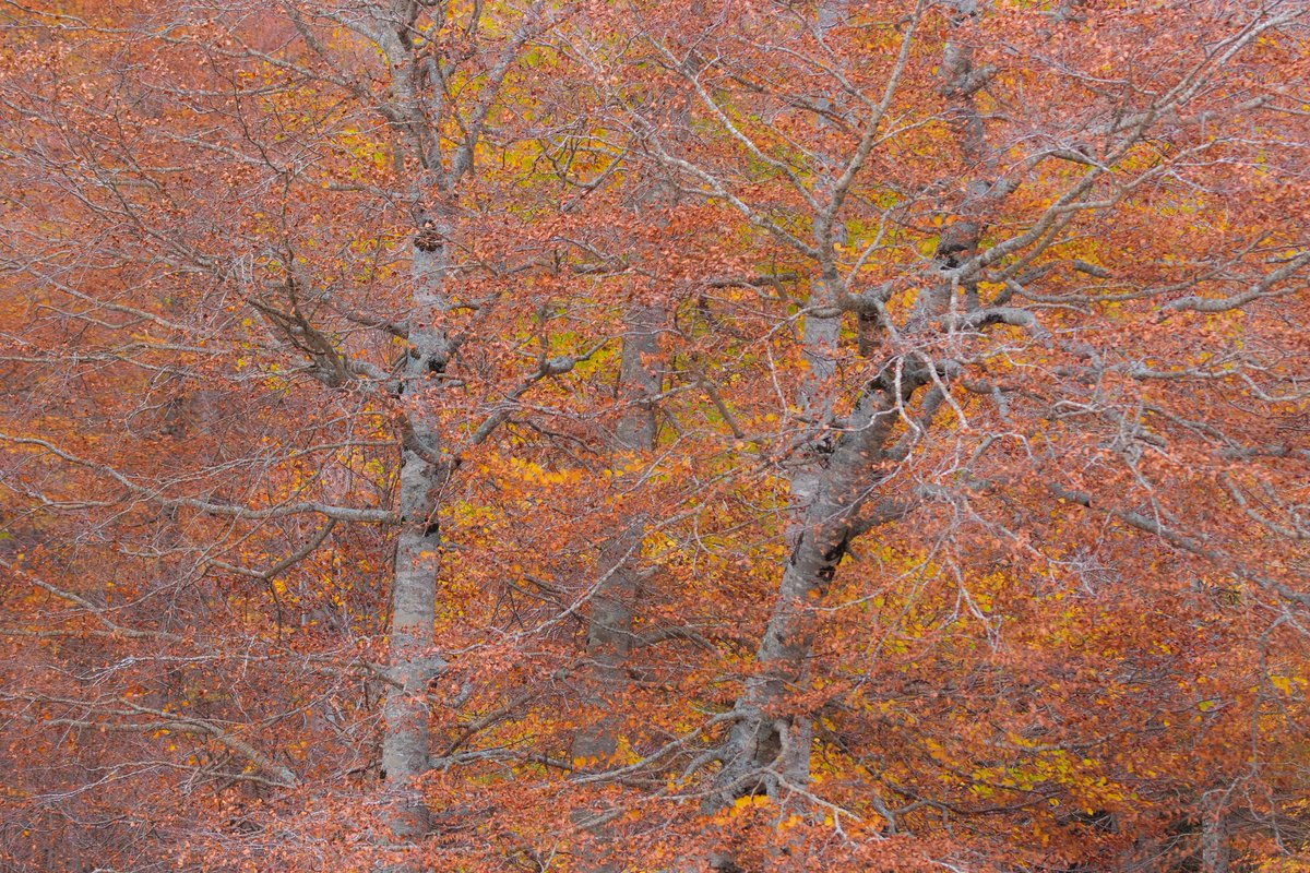 SemisLluc's tweet photo. Bon dia! La tardor al Pirineu és un dels millors espectacles dels que podem gaudir a casa nostra.

Roures, Faigs, Trèmols, Bedolls i Aurons entre d'altres, es tenyeixen de colors ocres, i aquesta setmana he pogut gaudir-ne amb gent meravellosa.

Conangles - Refugi de Besiberri. https://t.co/G7o1oGLyqf