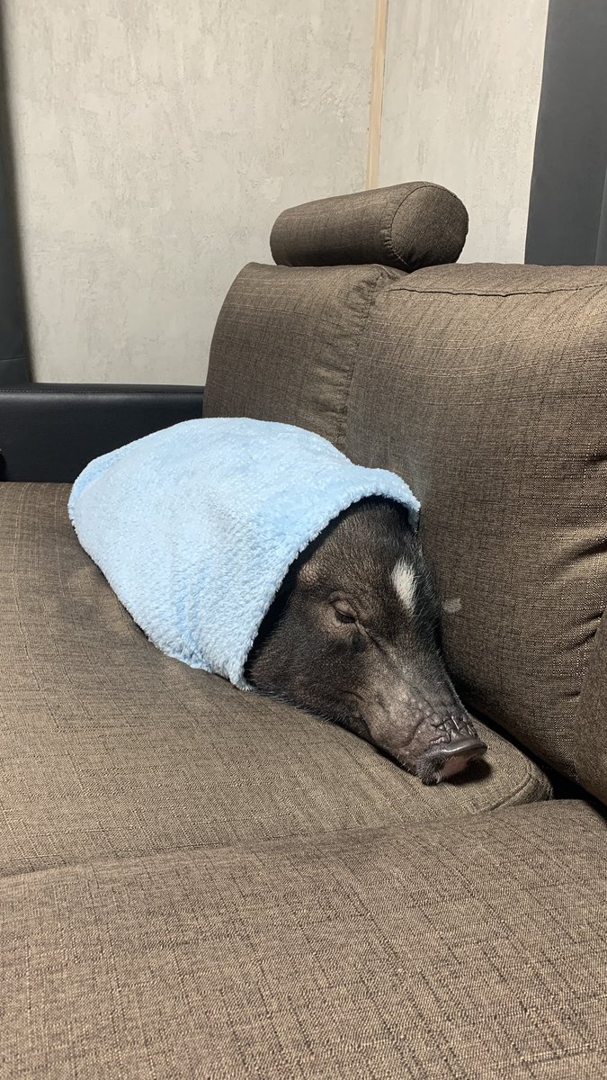 buhimaru_pig's tweet photo. 青ずきんちゃん。 https://t.co/S2SsSSbwQp