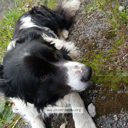 chien_perdu's tweet photo. #chien #trouvé à DUNIERES 43220 (FR) https://t.co/mdpniNo66T https://t.co/LHA0gokjAy