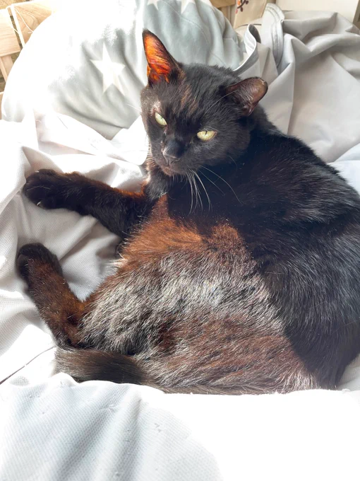 今日のねこ。 