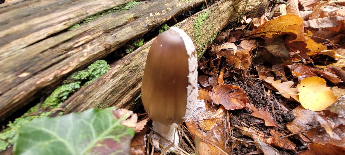 glen dipple tweet media