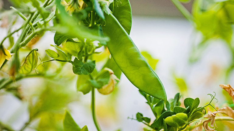 Hur kan växtbaserade substitut till mjölk och kött bättre efterlikna originalet? 
Nu ska forskare vid Malmö universitet undersöka egenskaper hos proteiner i ärtfröer för att komma ett steg närmare svaret om hur vi skapar framtidens livsmedel. mau.se/nyheter/artfro…