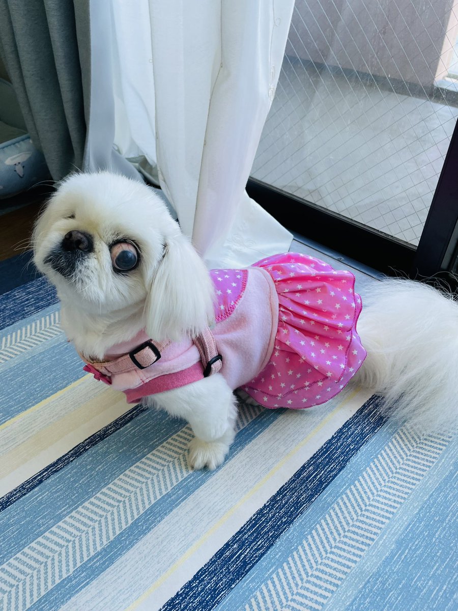 ハンドメイドワンコ服